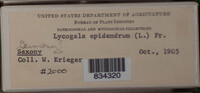 Lycogala epidendrum image